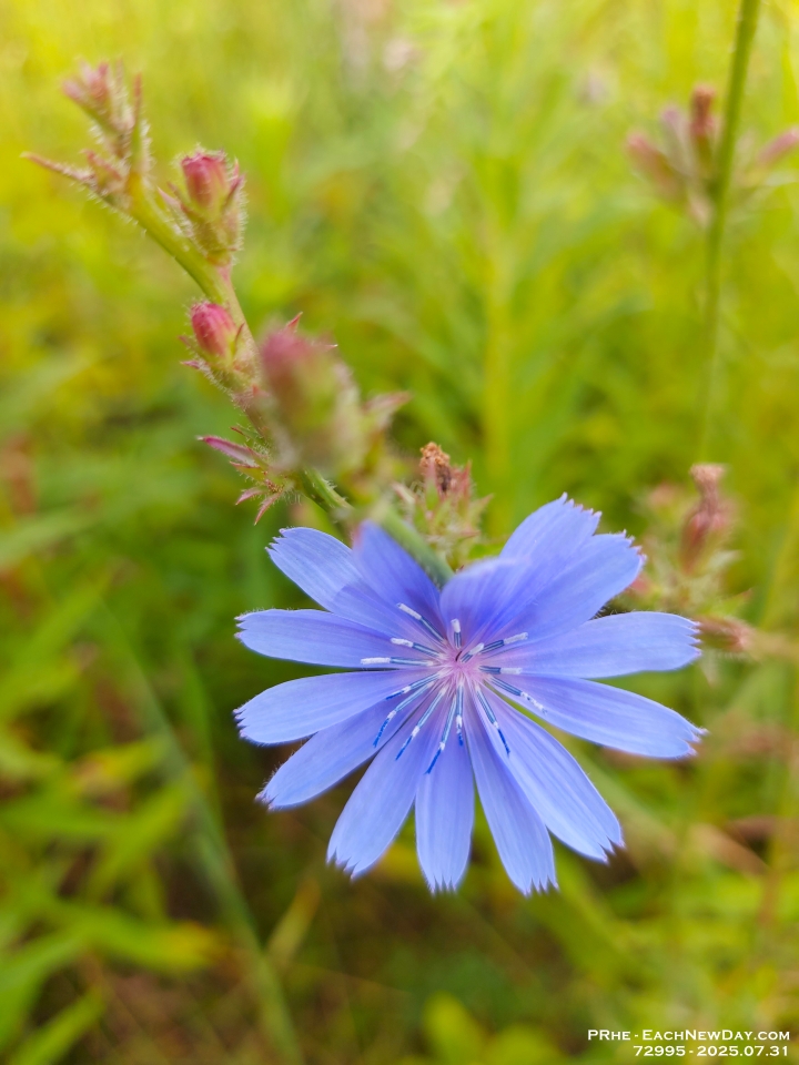 72995Le - Chickory in the meadow by Clayt French Park